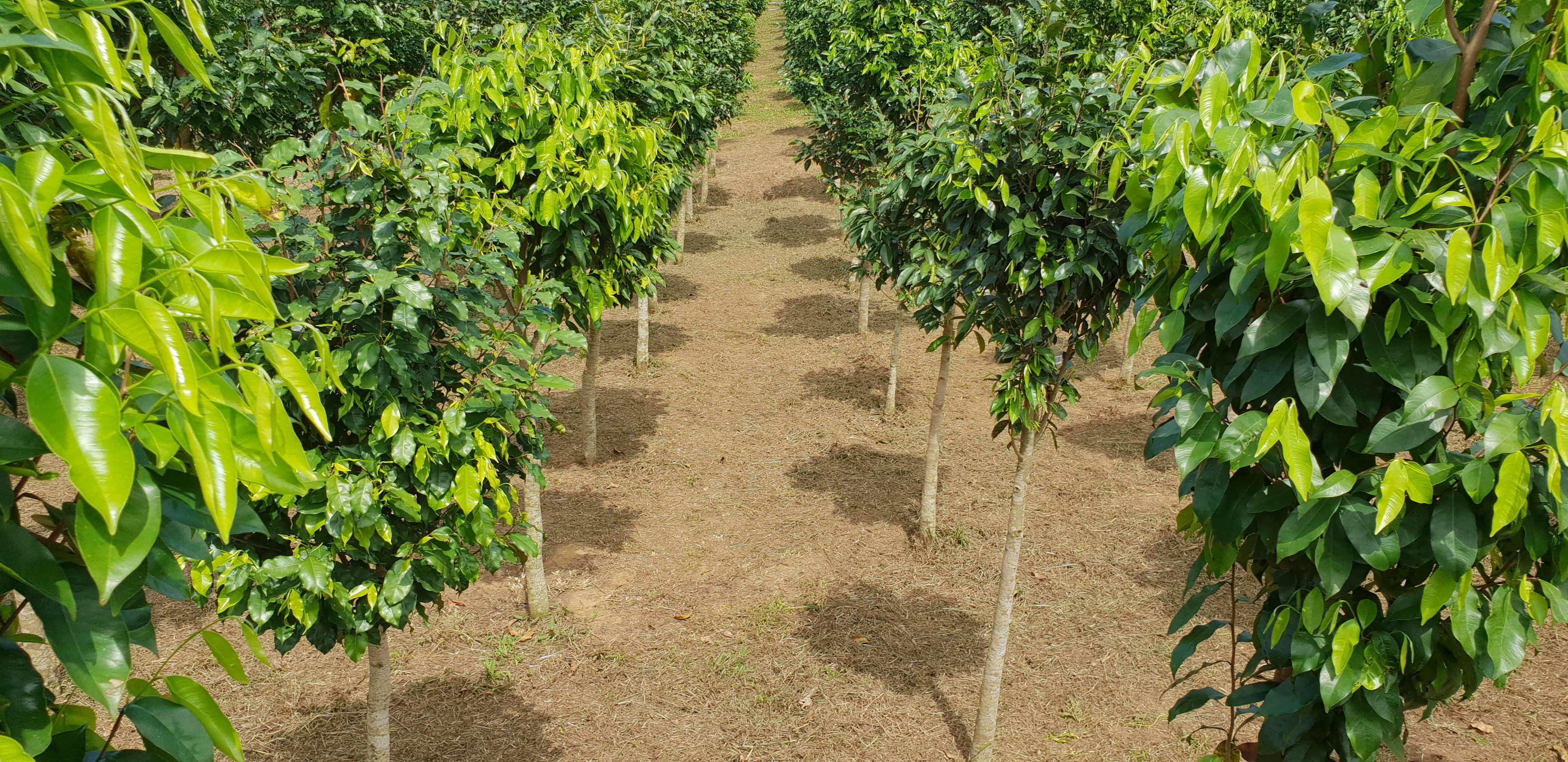 Rows of cultivated Aquilaria trees