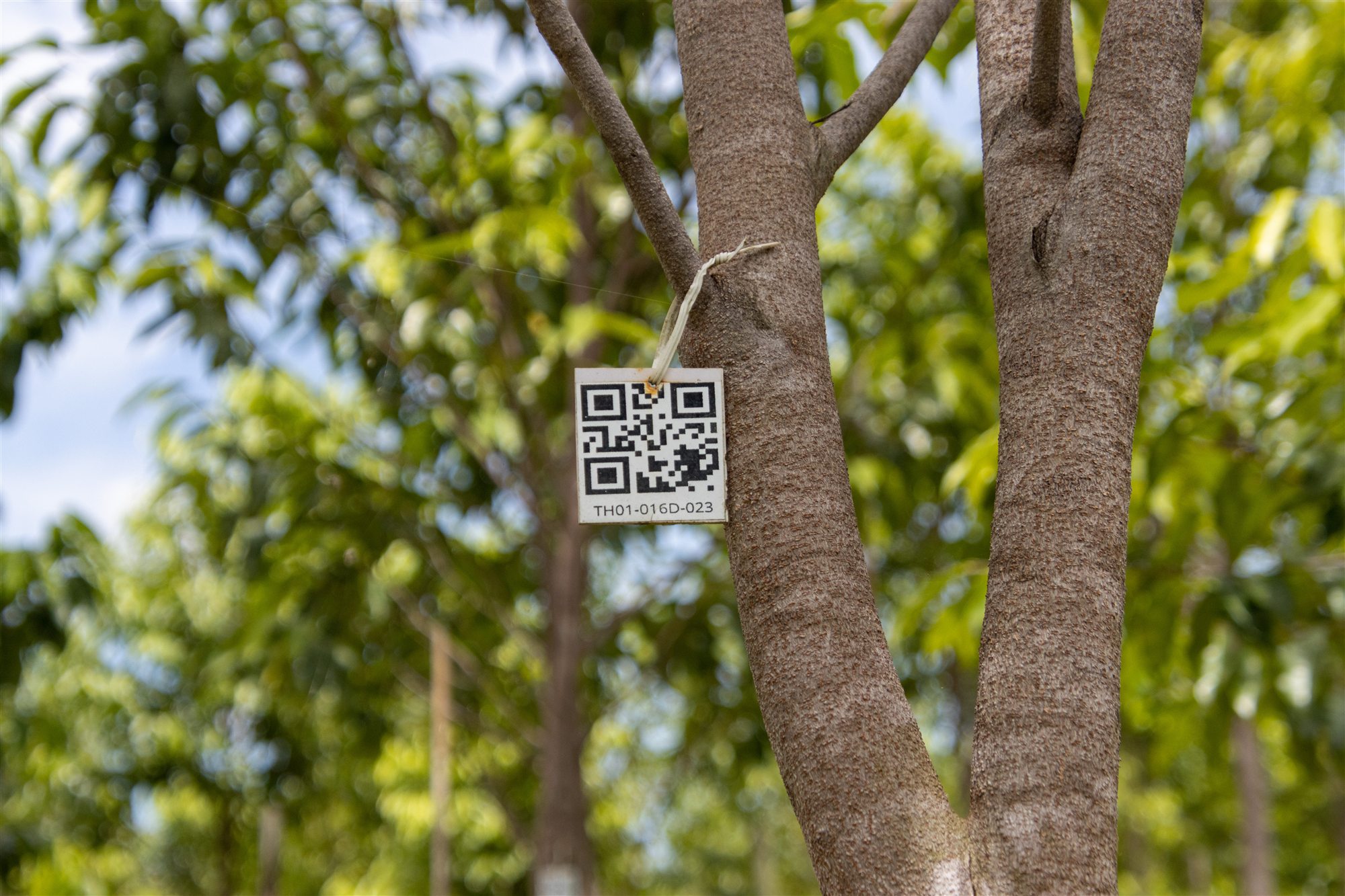 Baum mit Rückverfolgbarkeitscode